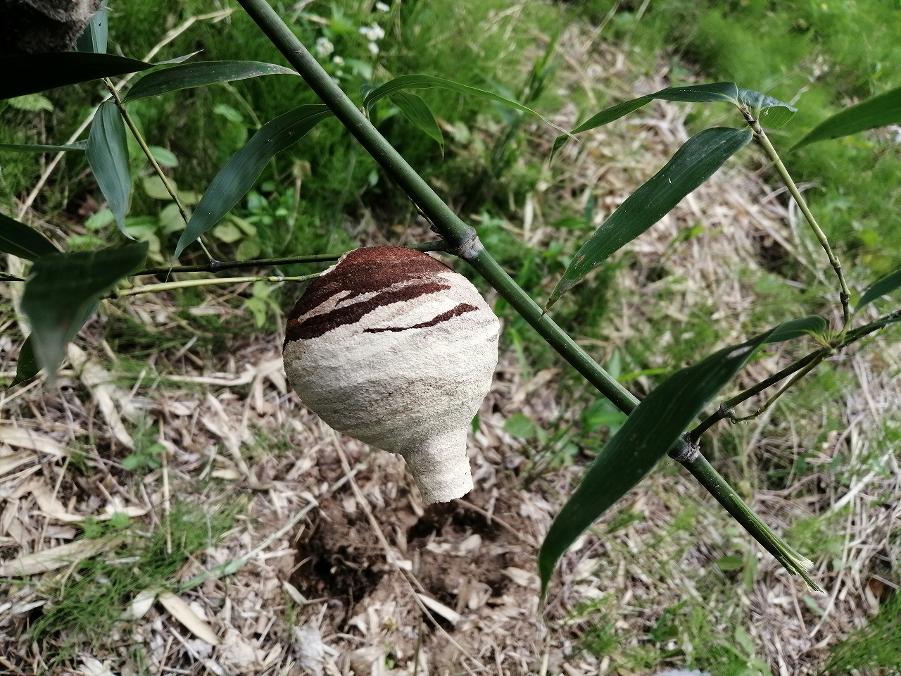 蜂の巣 ～自然の芸術～ | Beyond自然塾