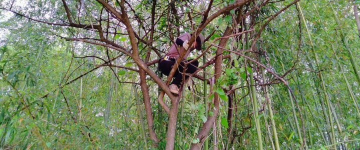 木登りと特殊伐採