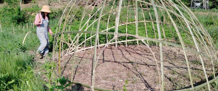 ヘチマ栽培用竹ドーム制作
